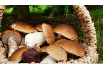 Corso formativo per il rilascio dell’idoneit&#224; alla vendita per gli esercenti il commercio di funghi epigei freschi