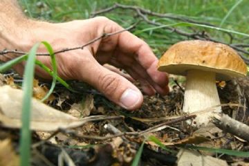 ATTENZIONE AI FUNGHI - consulenza MICOLOGICA autunno 2023