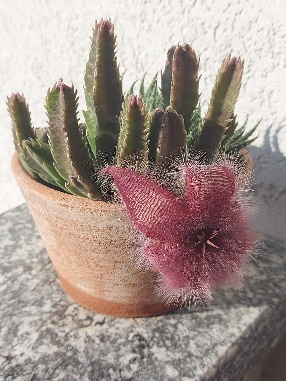 pianta