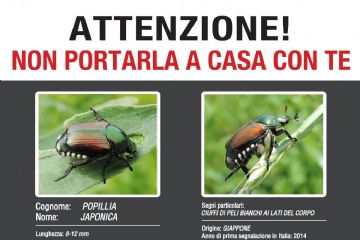Popillia japonica – aggiornamento piano d&#39;azione 2025, info utili.