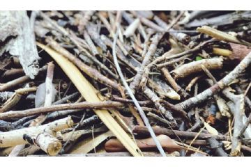 Sospensione erogazione servizio di raccolta verde e sfalci